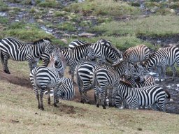 Bologonja_Seronera2009-49